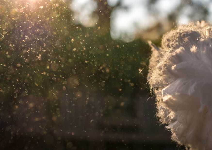 Prof. Dr. Ahmet Akçay Kanal Türk_te Mite Alerjisini Anlatıyor