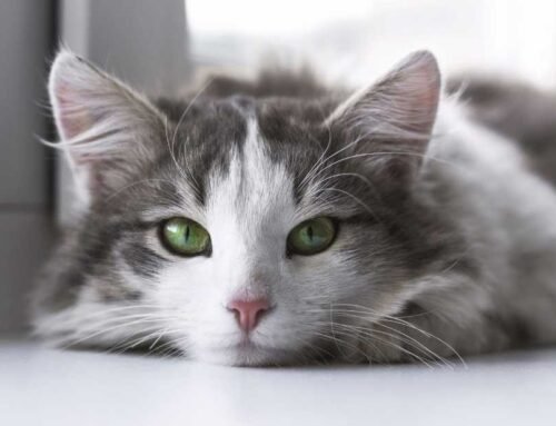 Alerji Yapmayan Kedi Yoktur – Alerji Aşısı Vardır (Kedi Alerjisi)