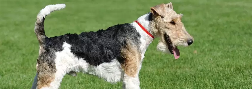 Fox Terrier