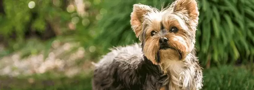 Yorkshire Terrier