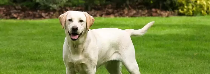 Alerji Yapmayan Kopek Irklari Kopek Alerjisi Asisi Prof Dr Ahmet Akcay Alerji Yapmayan Kopek Irklari Kopek Alerjisi Asisi Prof Dr Ahmet Akcay